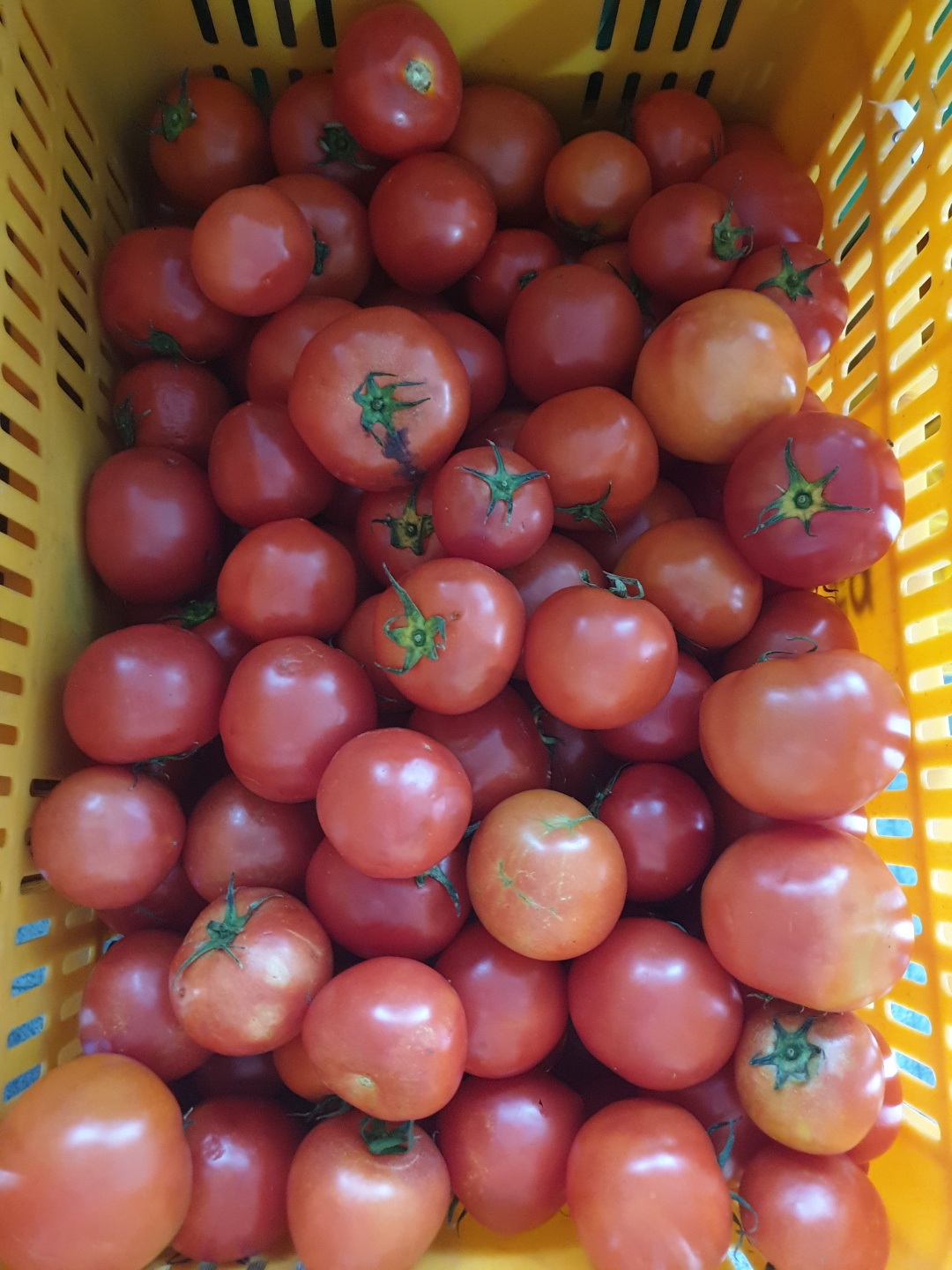 에덴건강원에서 토마토 90박스를 후원해주셨습니다!